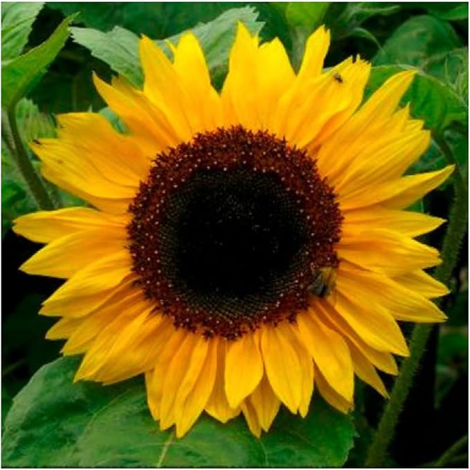 Yellow Series flower seeds
