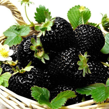 Black Strawberry Fruit Seeds for Planting – Heirloom Non-GMO Garden Seeds