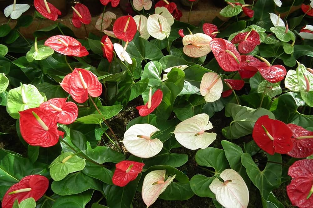 Red White flower seeds