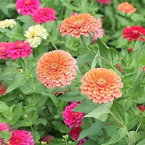 Coral Dreamland flower seeds