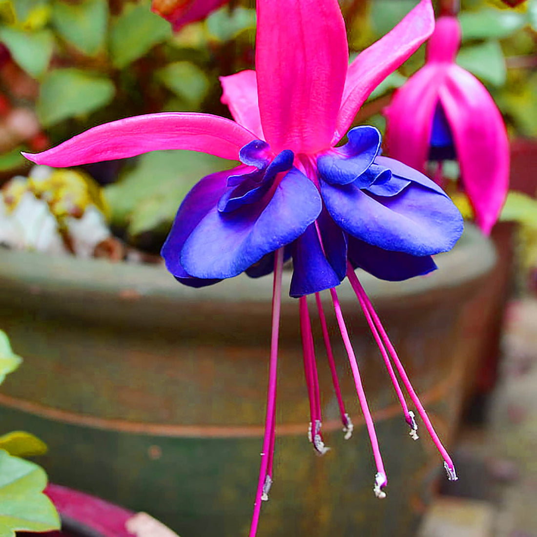 Blue Red flower seeds