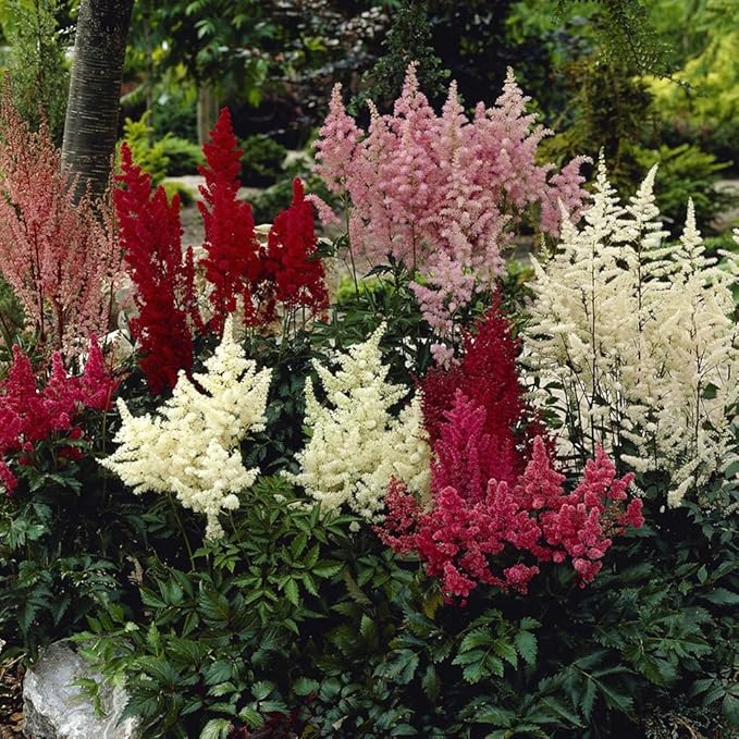 Astilbe flower seeds
