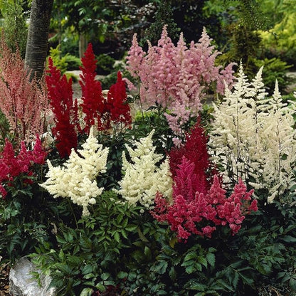 Astilbe flower seeds