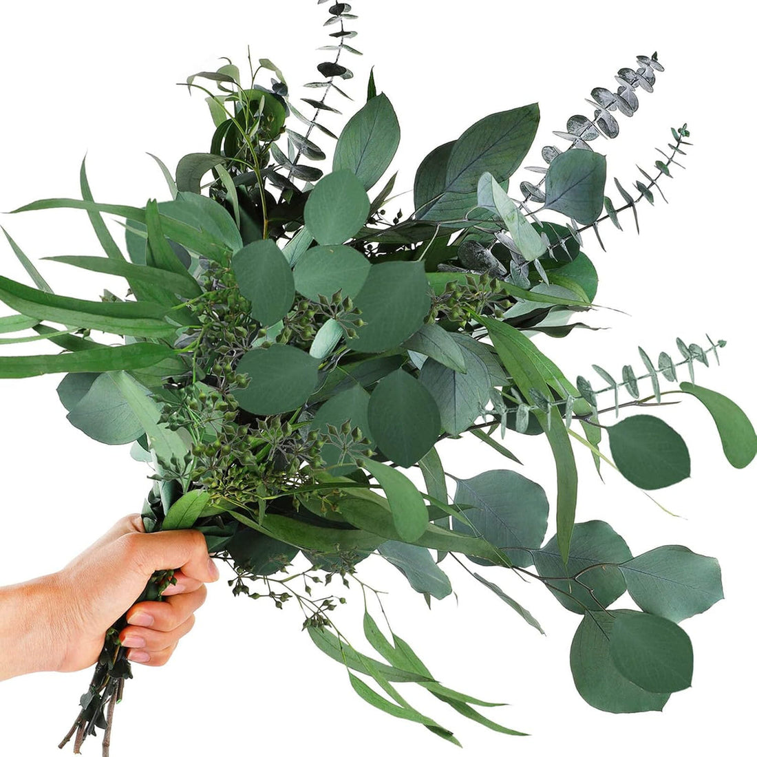 Eucalyptus flower seeds
