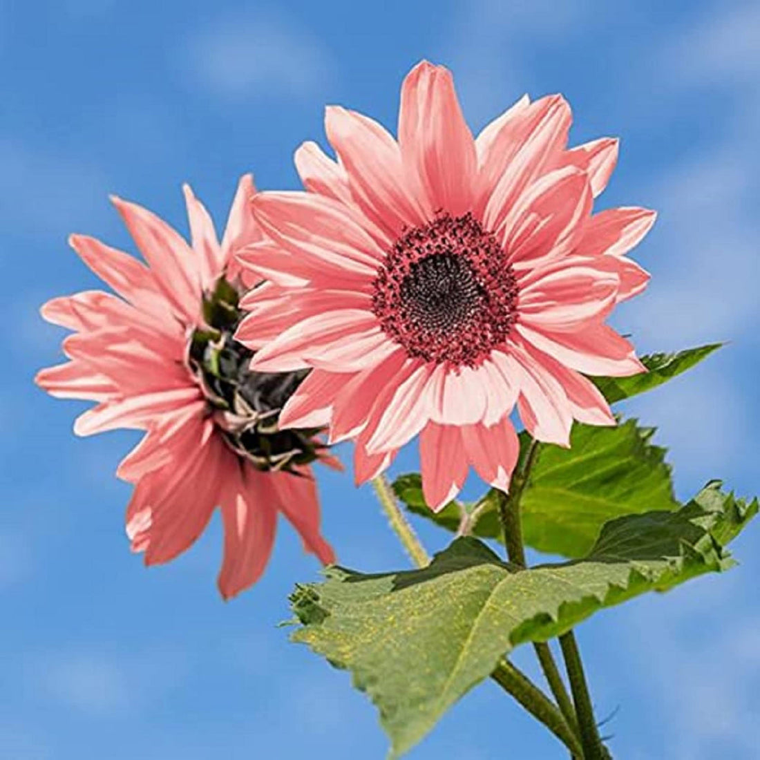 Baby Pink flower seeds