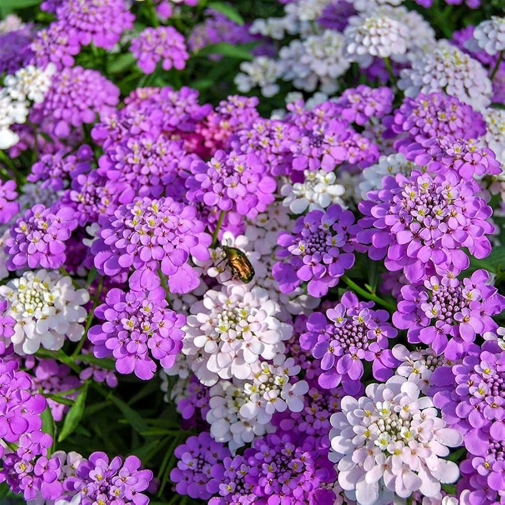 Candytuft flower seeds
