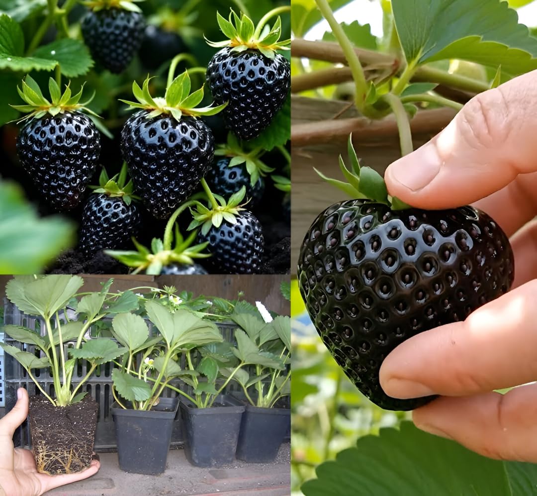 black strawberry seeds