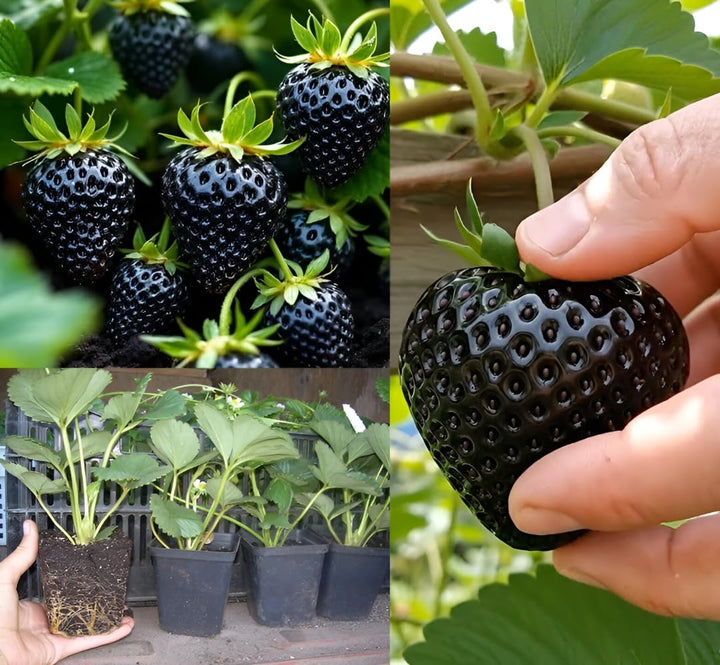 black strawberry seeds