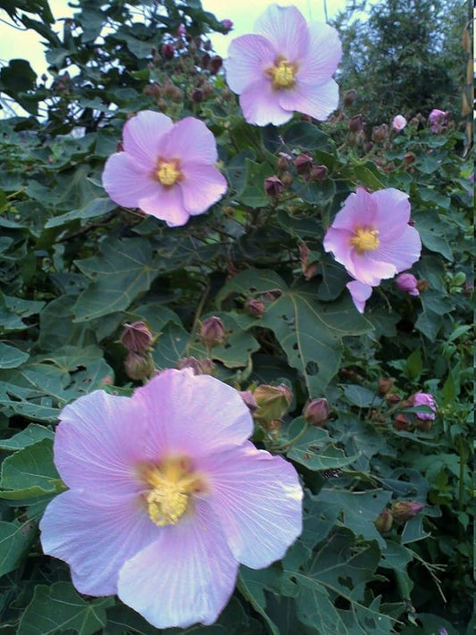 Hibiscus Makinoi flower seeds