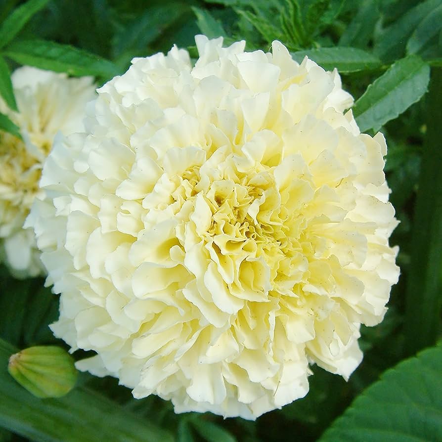 American Eskimo Marigold plant