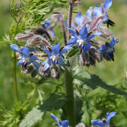 Borago Officinalis flower seeds