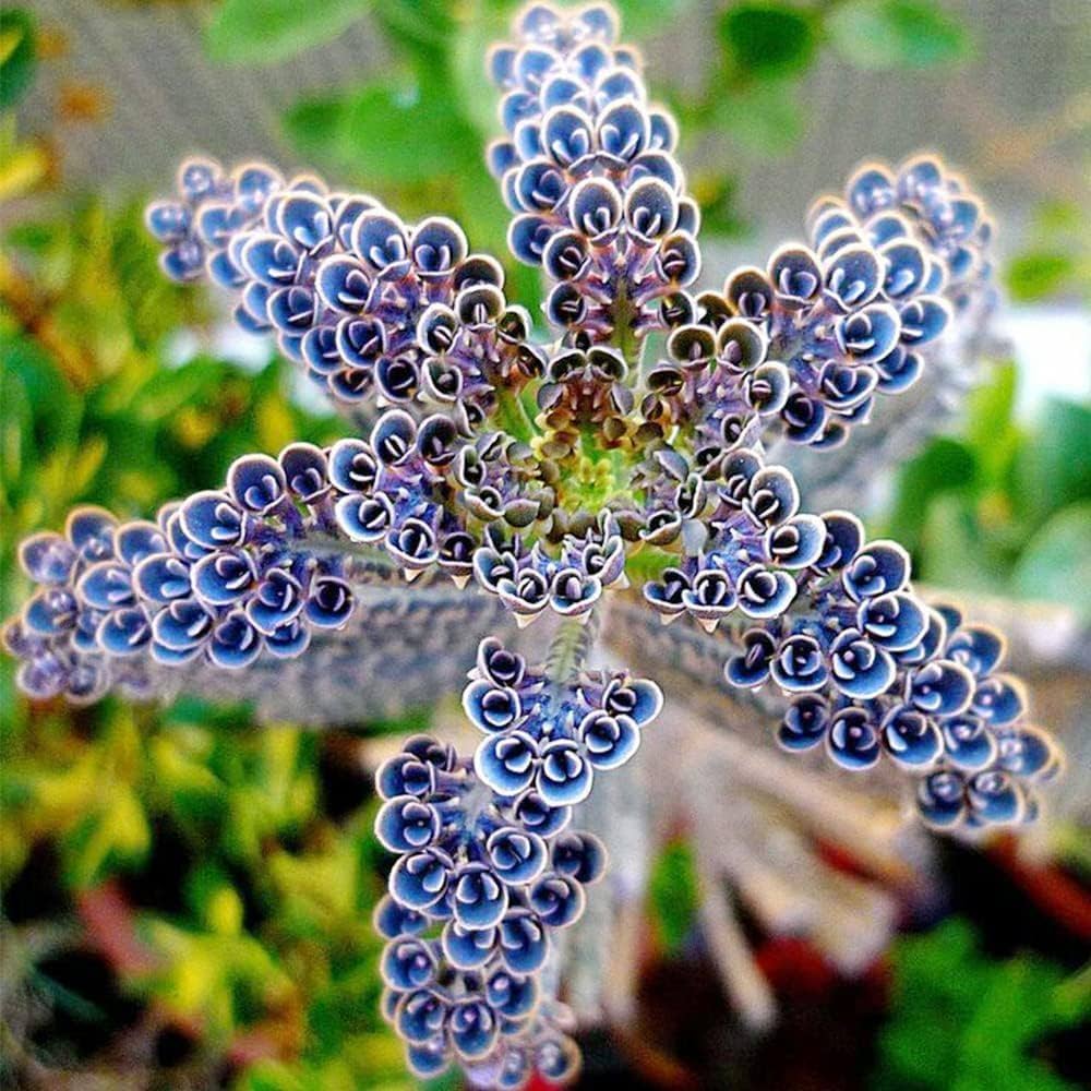 Blue Kalanchoe flower seeds