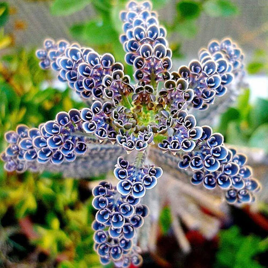 Blue Kalanchoe flower seeds