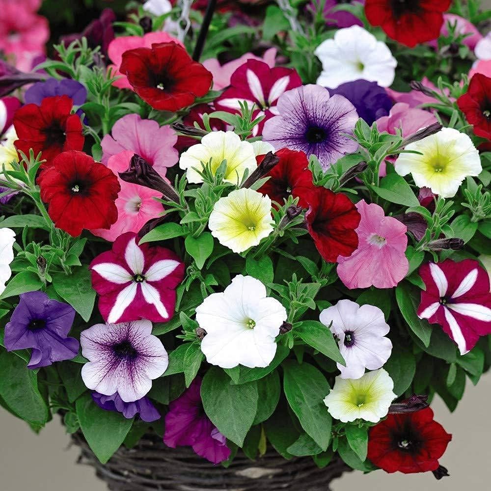 Petunia Mirage flower seeds