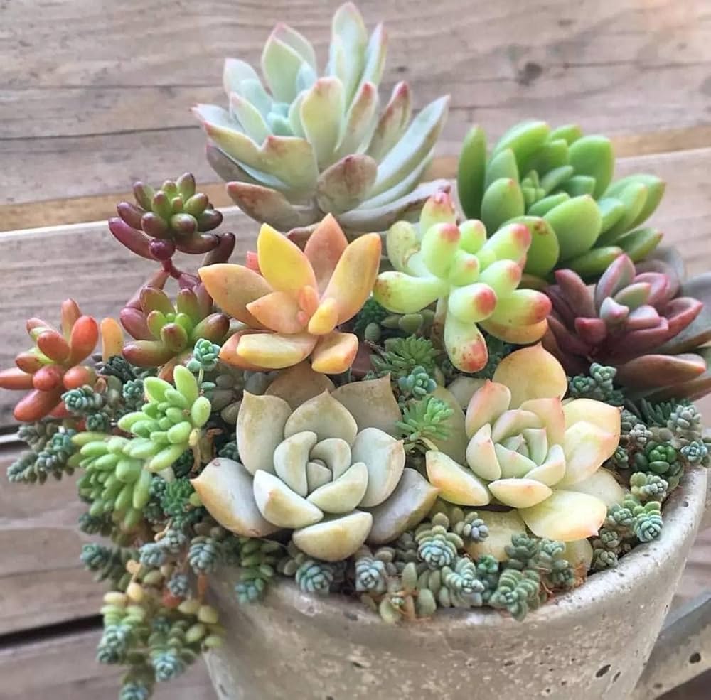 Dudleya flower seeds