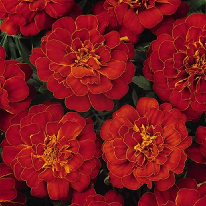 French Double flower seeds