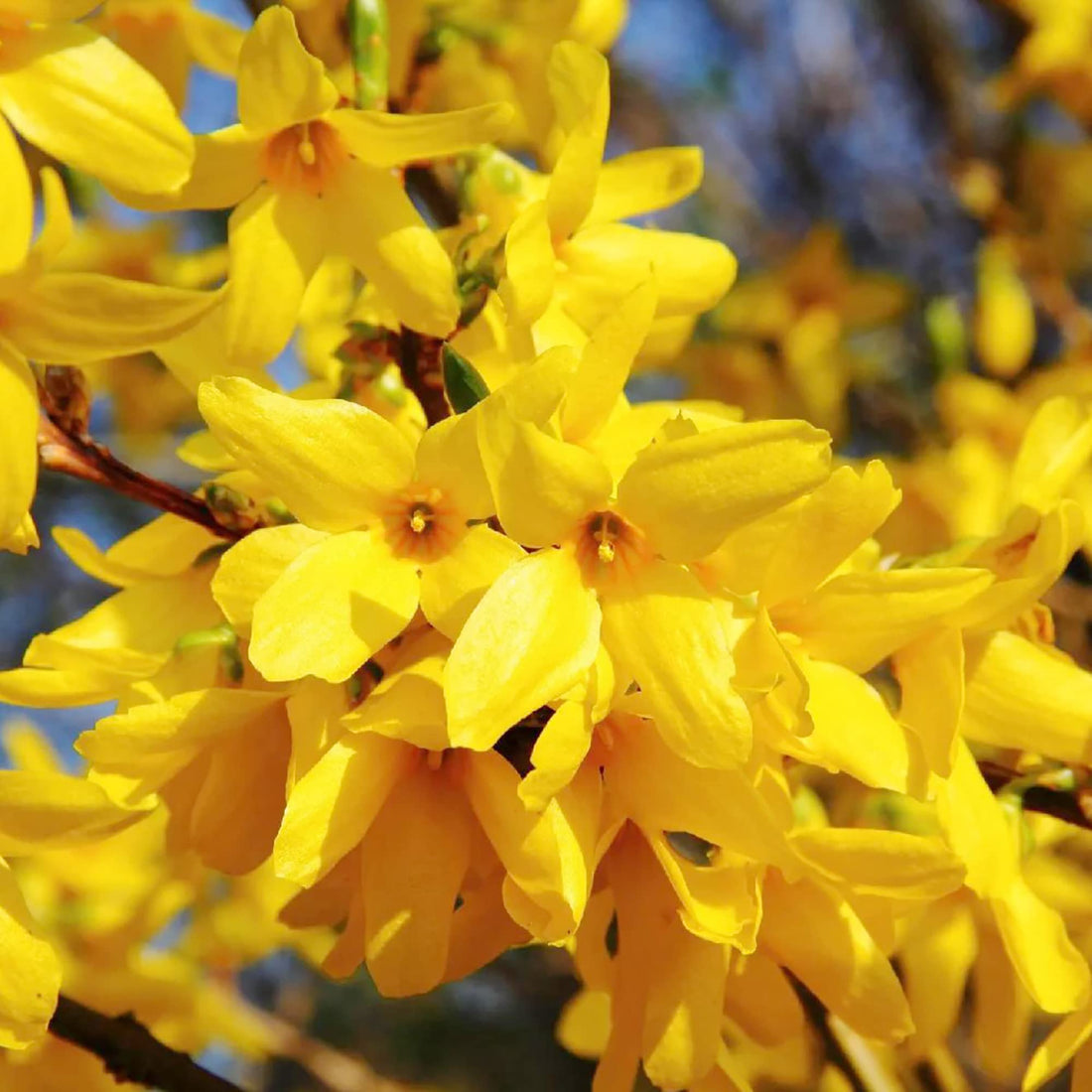 Forsythia Suspensa flower seeds
