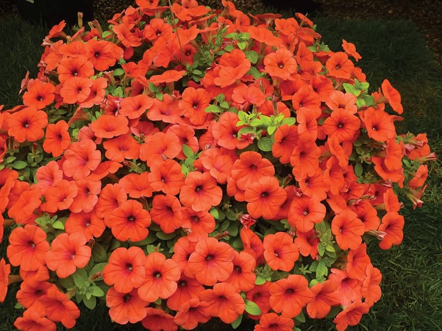 Petunia Papa flower seeds