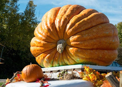 Wallace Giant Pumpkin Seeds
