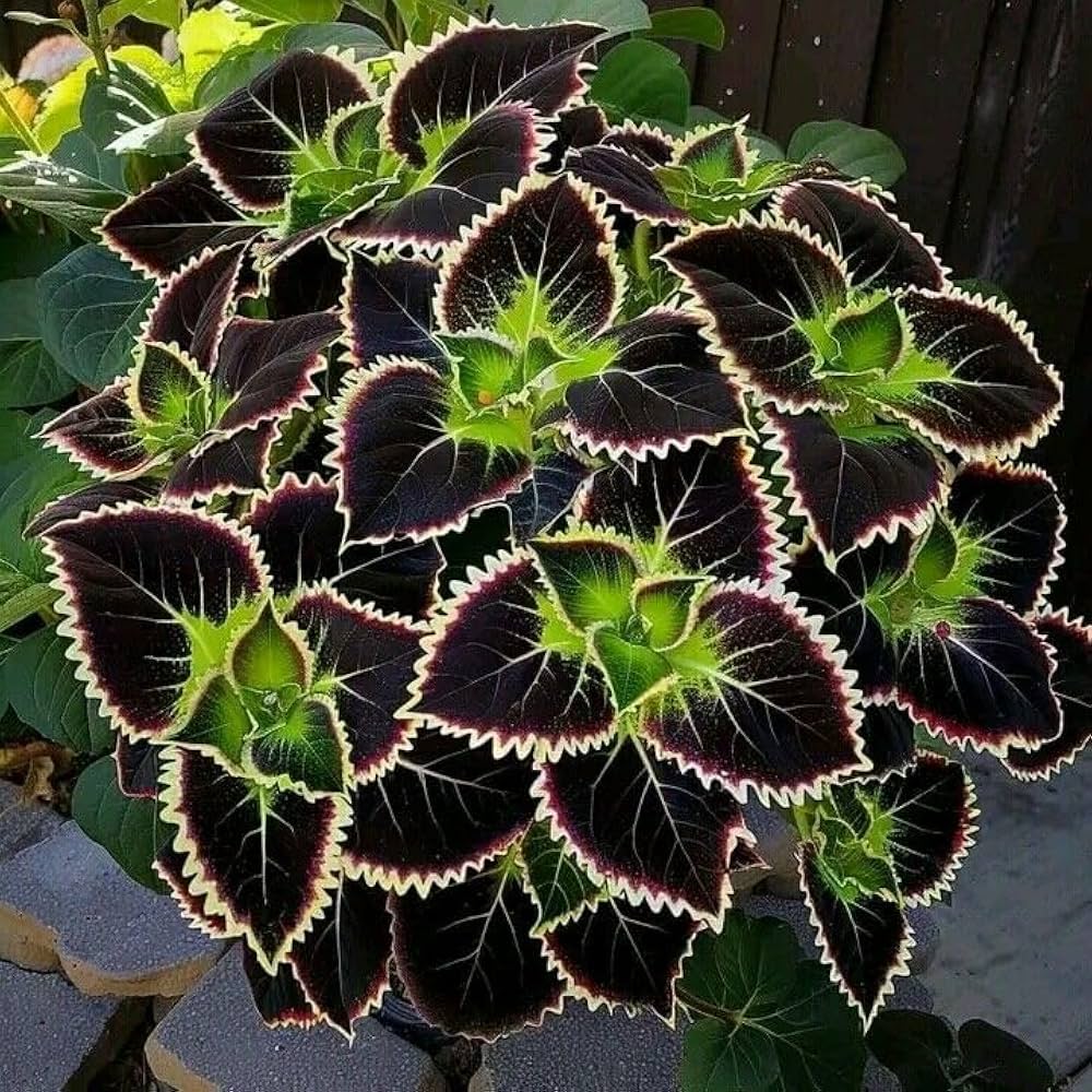 Green Black flower seeds