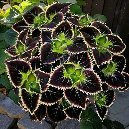 Green Black flower seeds