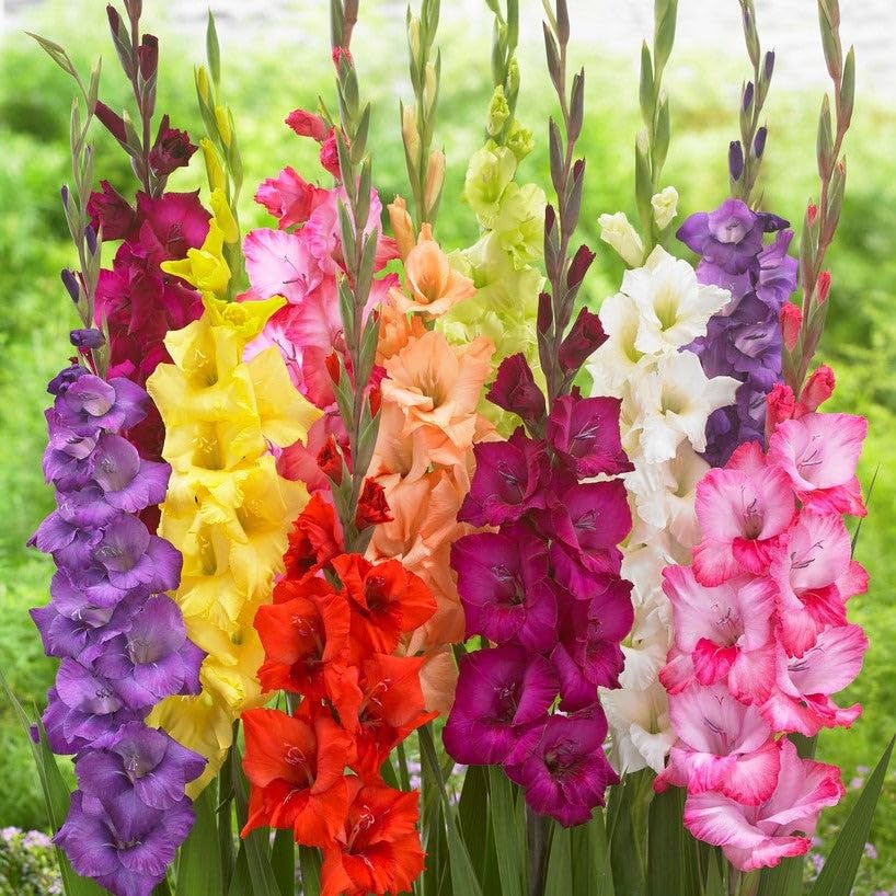 Gladiolus flower seeds