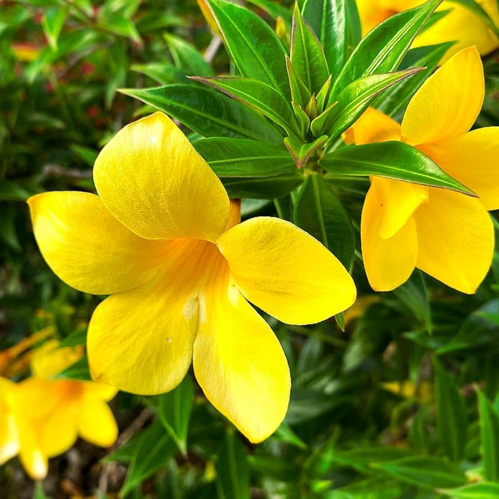 Yellow Allamanda flower seeds