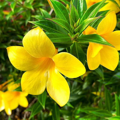 Yellow Allamanda flower seeds