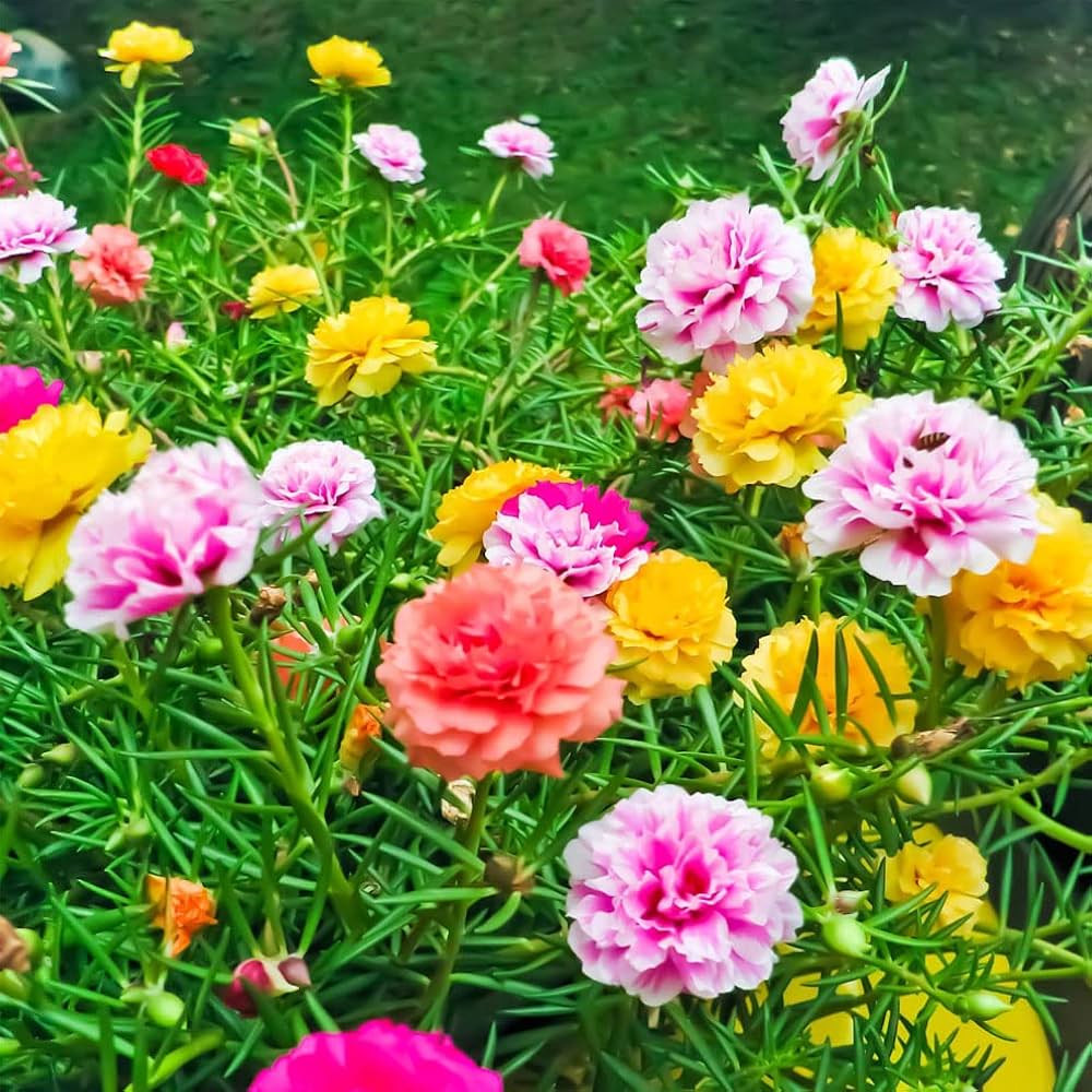 Portulaca flower seeds