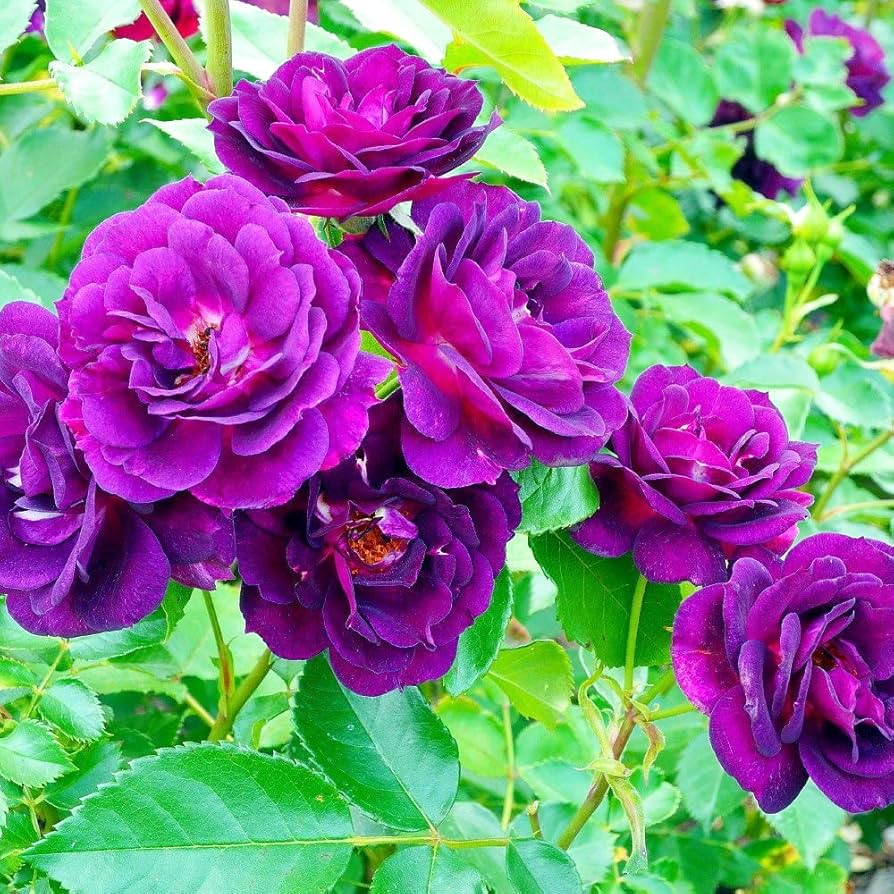 Purple Climbing flower seeds