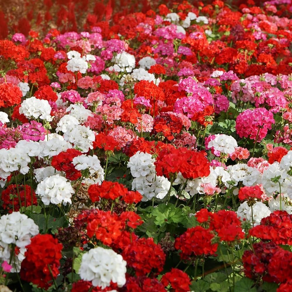 Colour Pelargonium flower seeds