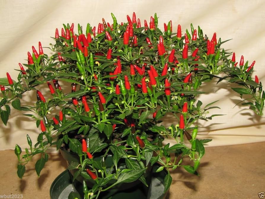 Thai Sun Hot Pepper Seeds