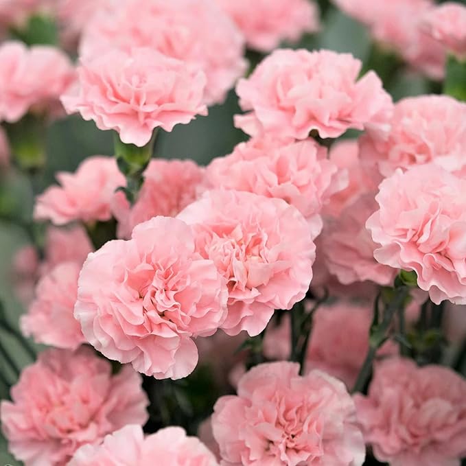 Light Pink flower seeds