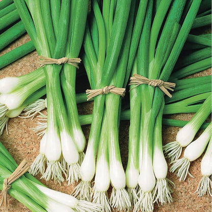 Welsh Onion Seeds for Planting – Bunching Green Onion Seeds for Home Vegetable Gardens