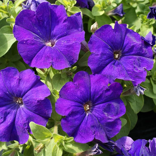 Picobella Blue flower seeds
