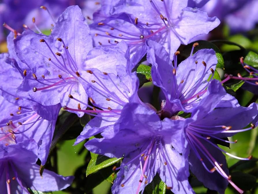 Purple Azaleas flower seeds