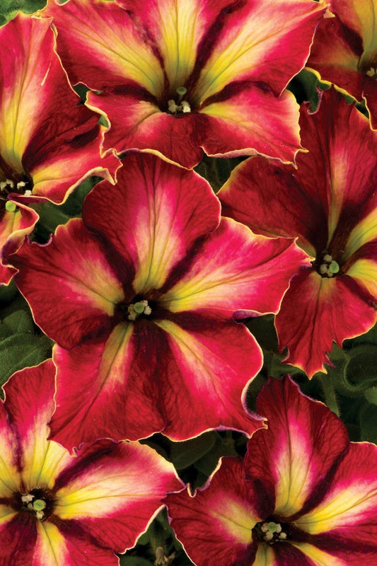 Pink Supercascade flower seeds