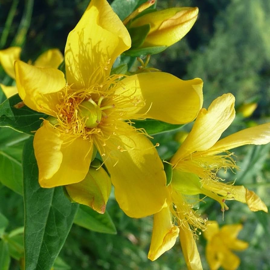 Ascyron Hypericum plant
