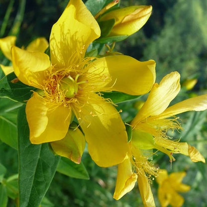 Ascyron Hypericum plant