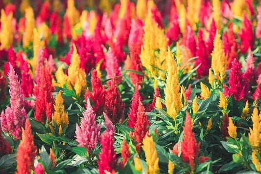 Celosia Amigo flower seeds