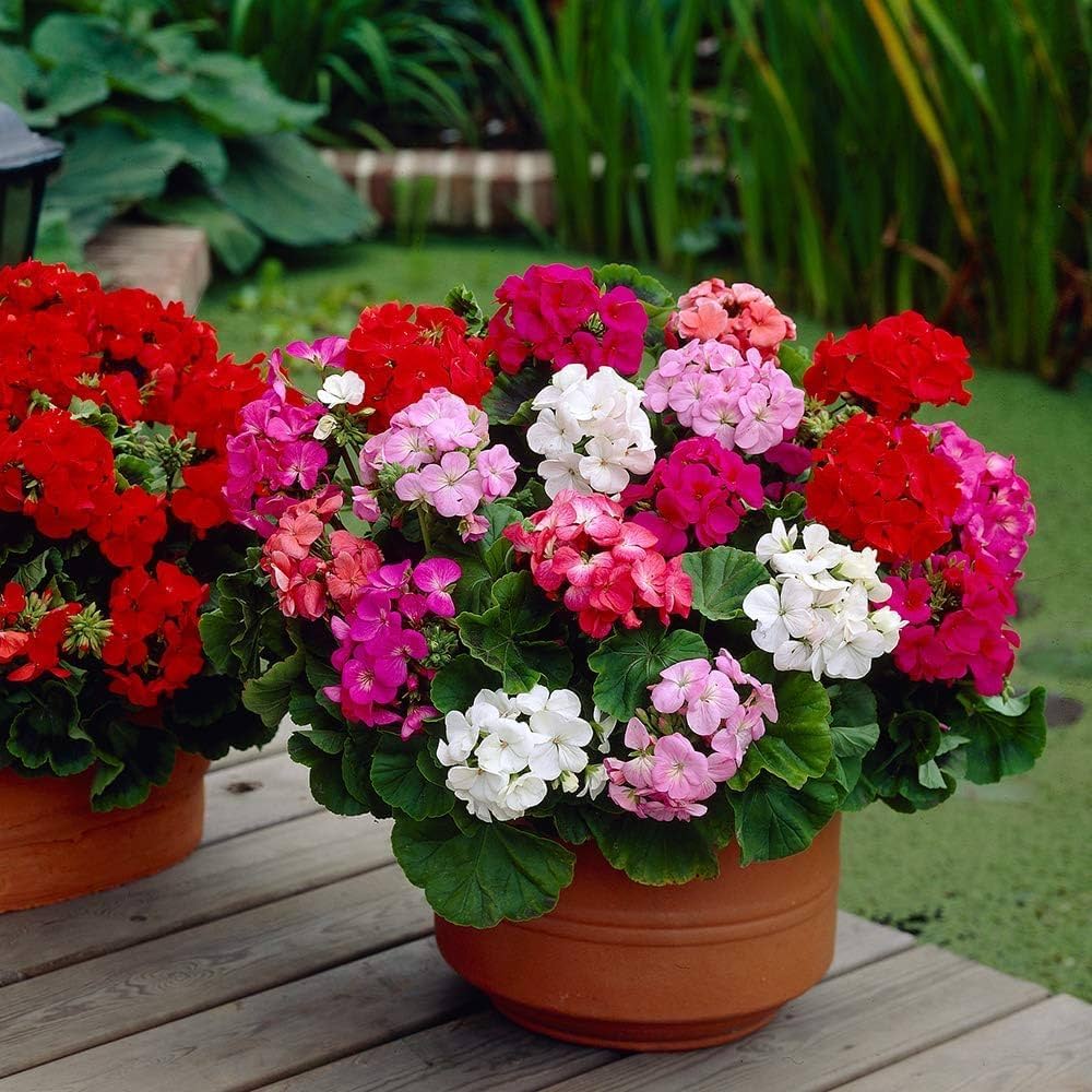 Geranium flower seeds