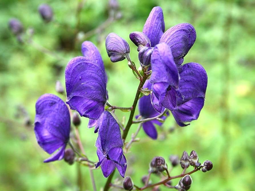 Eisenhut flower seeds
