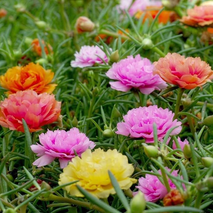 Mexican Rose flower seeds