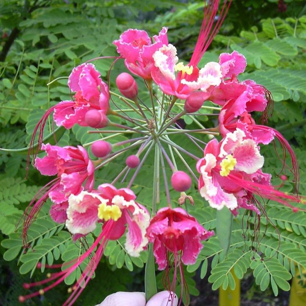 Pink Caesalpinia flower seeds