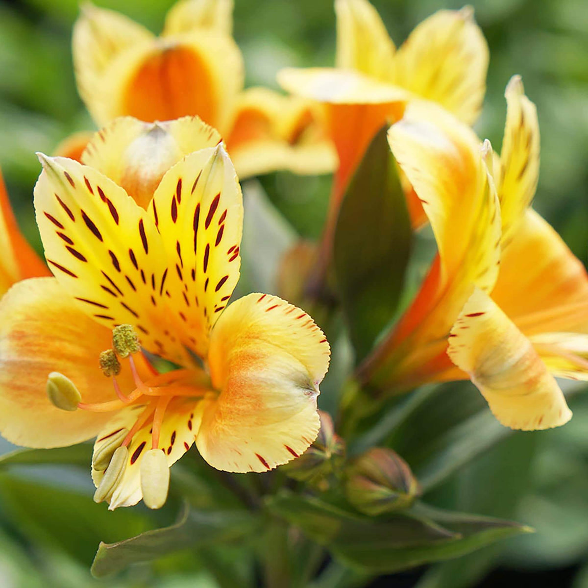 Peruvian Lily Alstroemeria plant