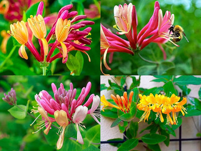Honeysuckle Lonicera flower seeds