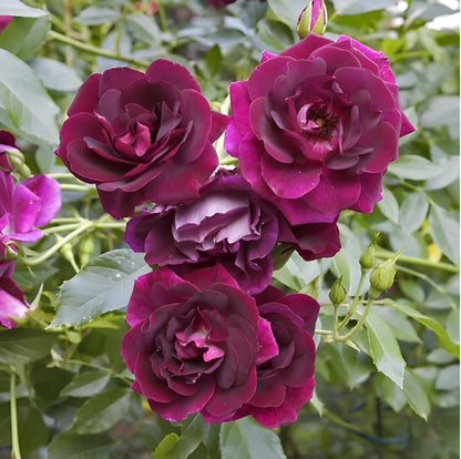 Burgundy Rose flower seeds