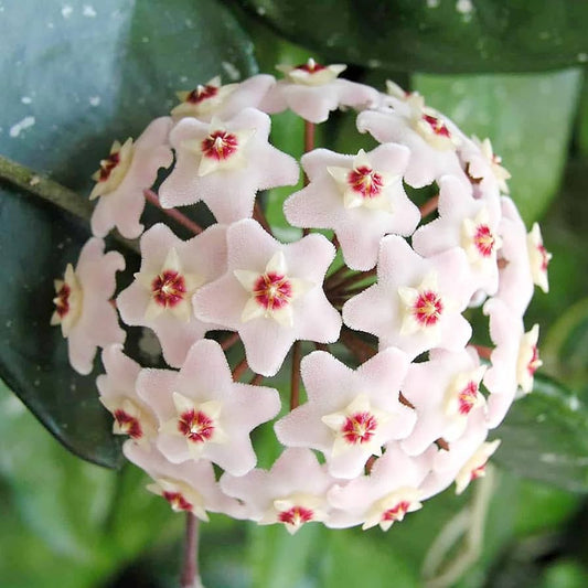 Aleurites flower seeds