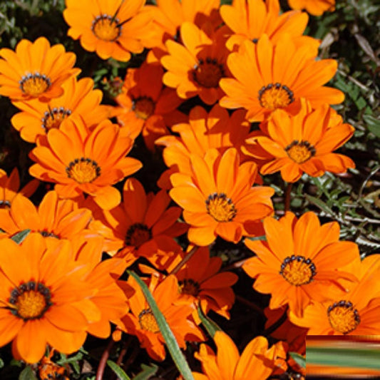 African Daisy flower seeds