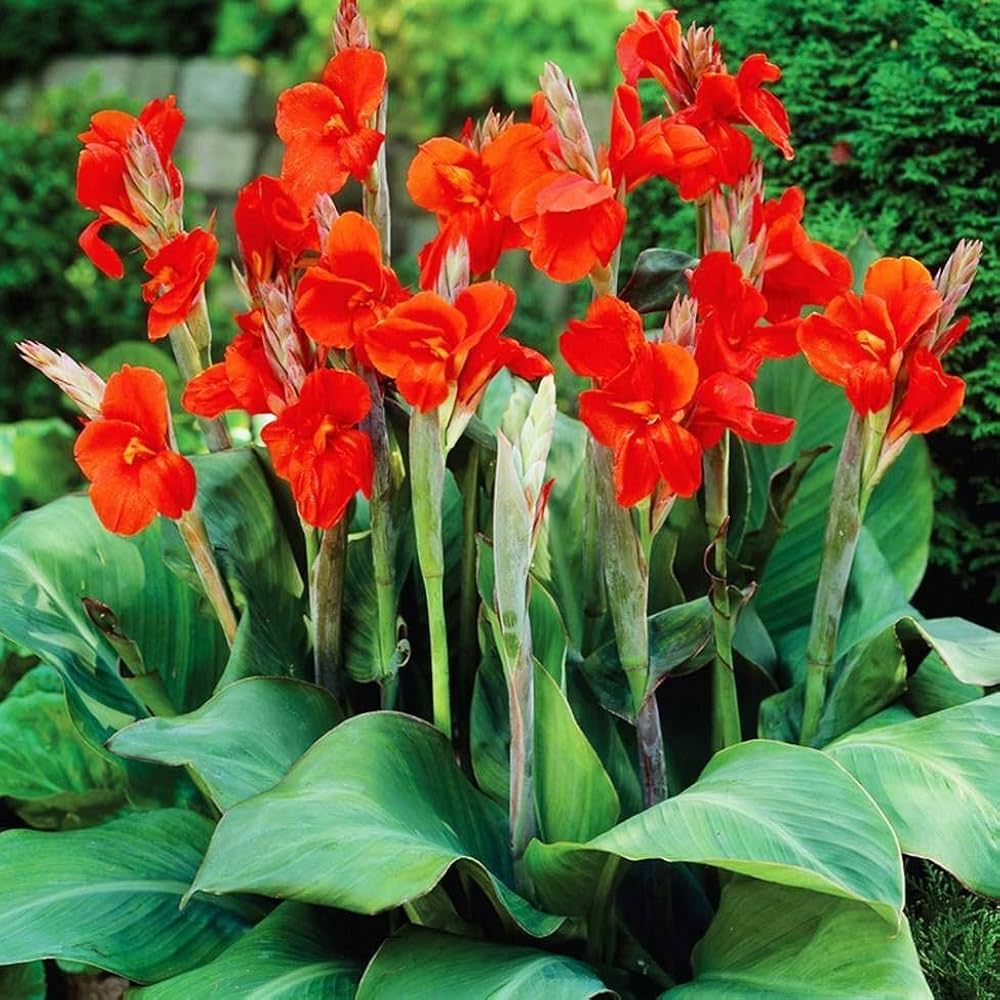 Canna flower seeds